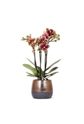 Geel rode phalaenopsis orchidee met Spain + Bee pot