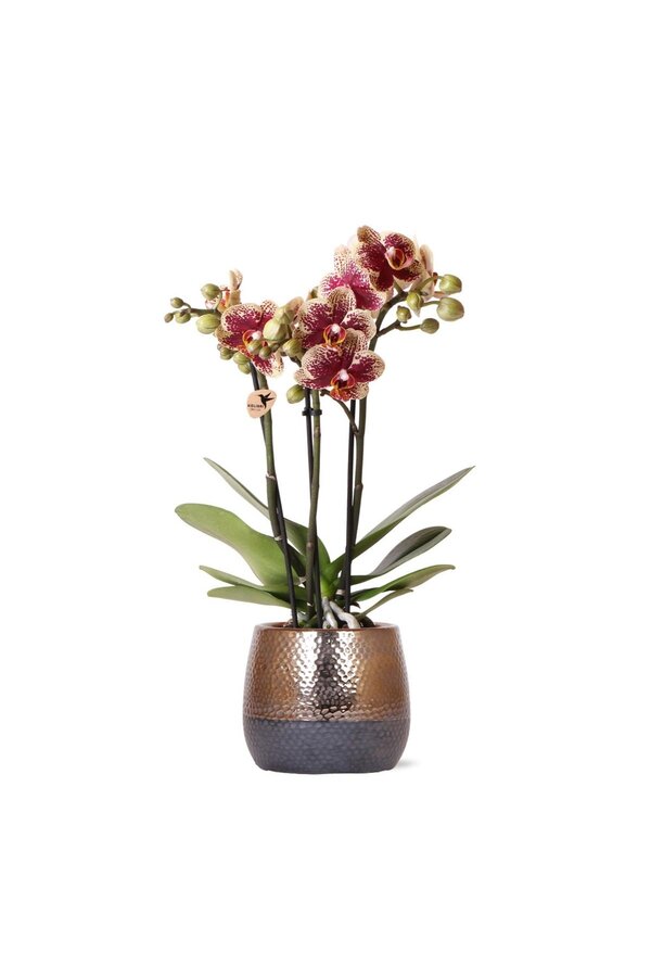 Geel rode phalaenopsis orchidee met Spain + Bee pot