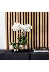 Geel rode phalaenopsis orchidee met Spain + Bee pot