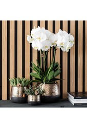 Geel rode phalaenopsis orchidee met Spain + Bee pot