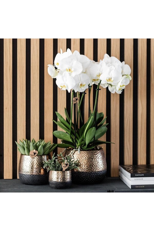 Geel rode phalaenopsis orchidee met Spain + Bee pot