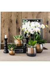 Geel rode phalaenopsis orchidee met Spain + Bee pot