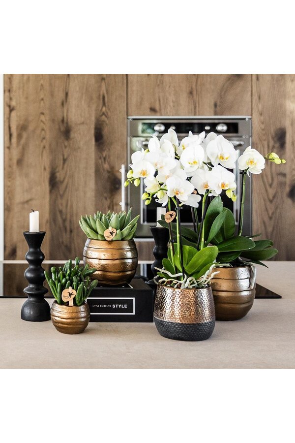 Geel rode phalaenopsis orchidee met Spain + Bee pot