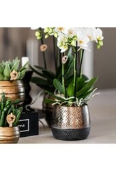 Geel rode phalaenopsis orchidee met Spain + Bee pot