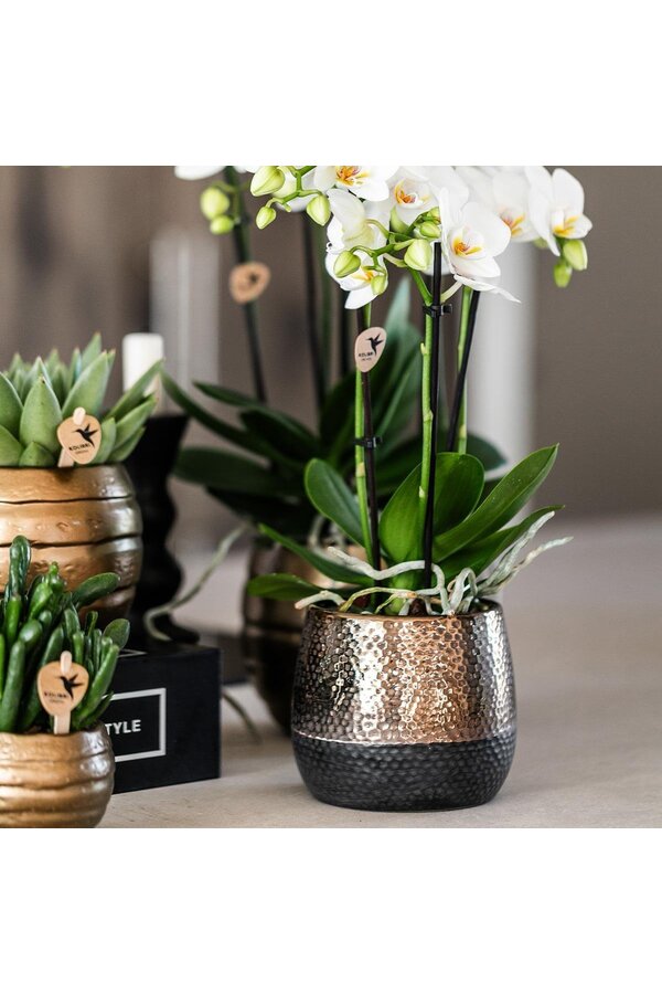 Geel rode phalaenopsis orchidee met Spain + Bee pot