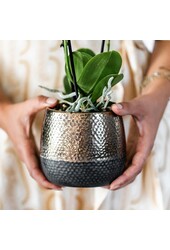 Geel rode phalaenopsis orchidee met Spain + Bee pot