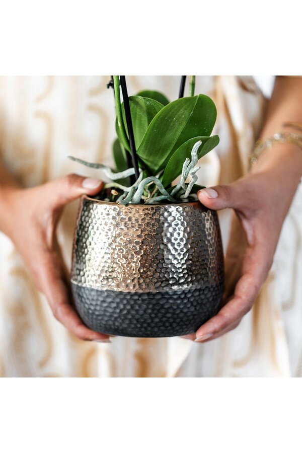 Geel rode phalaenopsis orchidee met Spain + Bee pot