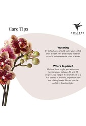 Geel rode phalaenopsis orchidee met Spain + Bee pot