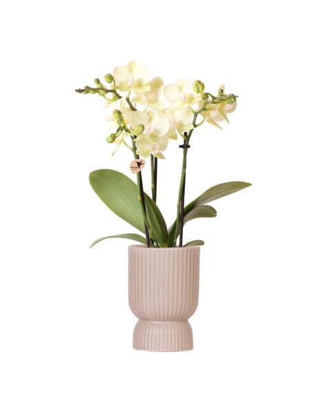 Kolibri Orchids Orchidee
