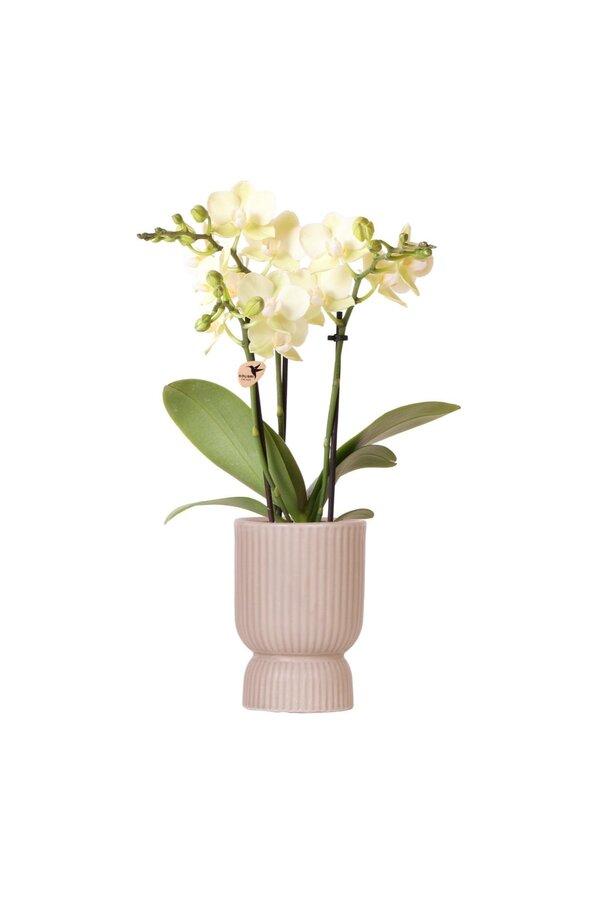 Phalaenopsis orchidee  Mexico in Diabolo pot