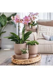 Phalaenopsis orchidee  Mexico in Diabolo pot