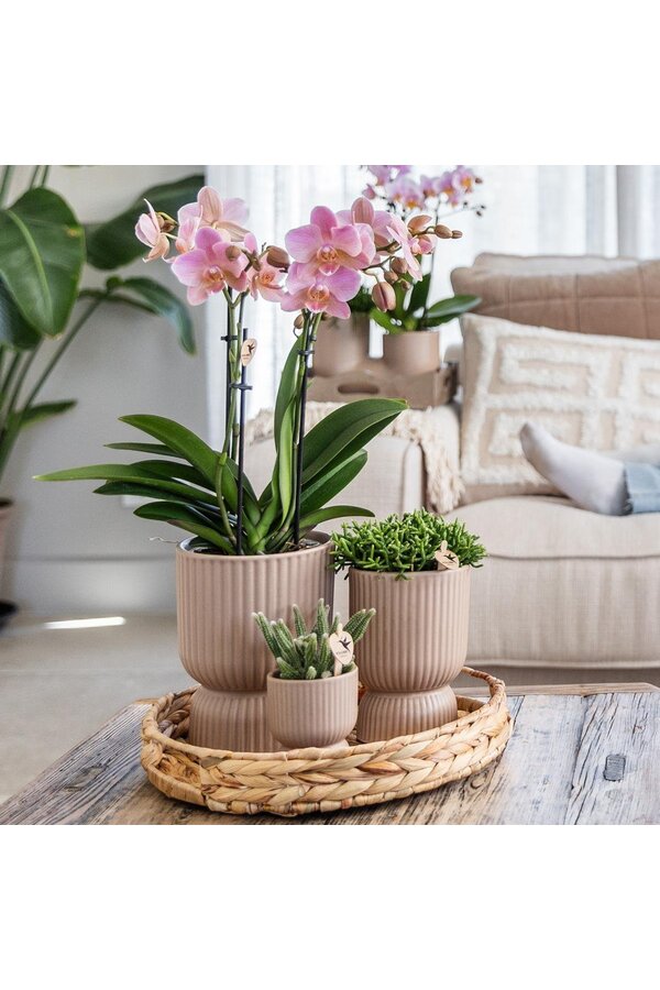 Phalaenopsis orchidee  Mexico in Diabolo pot