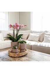 Phalaenopsis orchidee  Mexico in Diabolo pot