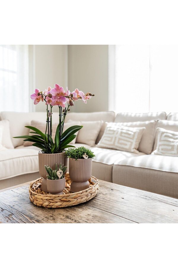 Phalaenopsis orchidee  Mexico in Diabolo pot