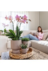 Phalaenopsis orchidee  Mexico in Diabolo pot