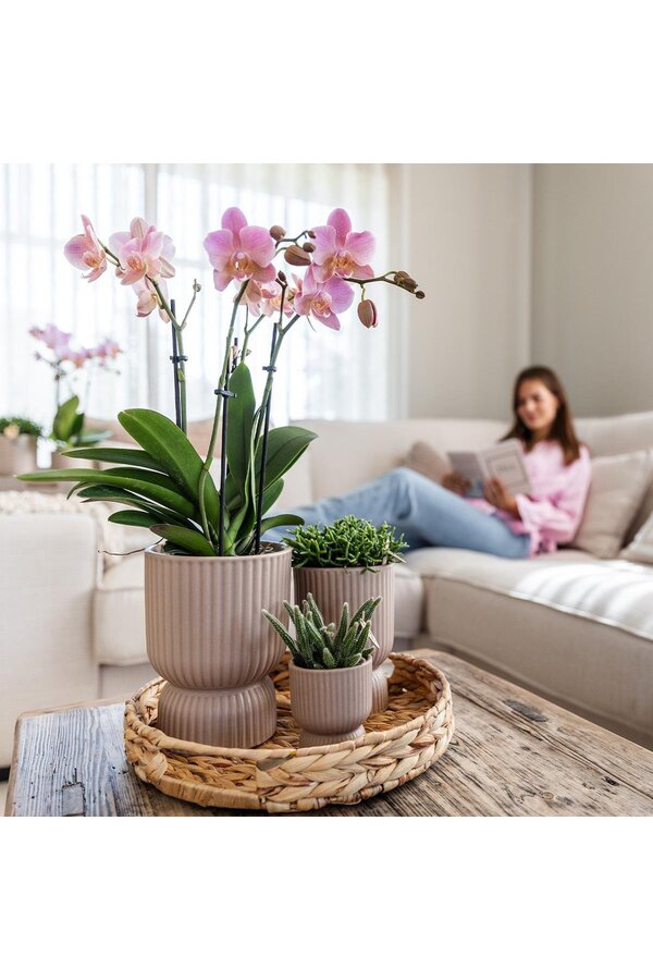 Phalaenopsis orchidee  Mexico in Diabolo pot