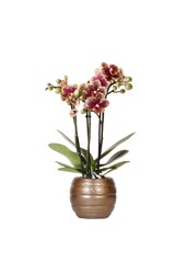 Geel rode phalaenopsis orchidee met Spain + Bee pot