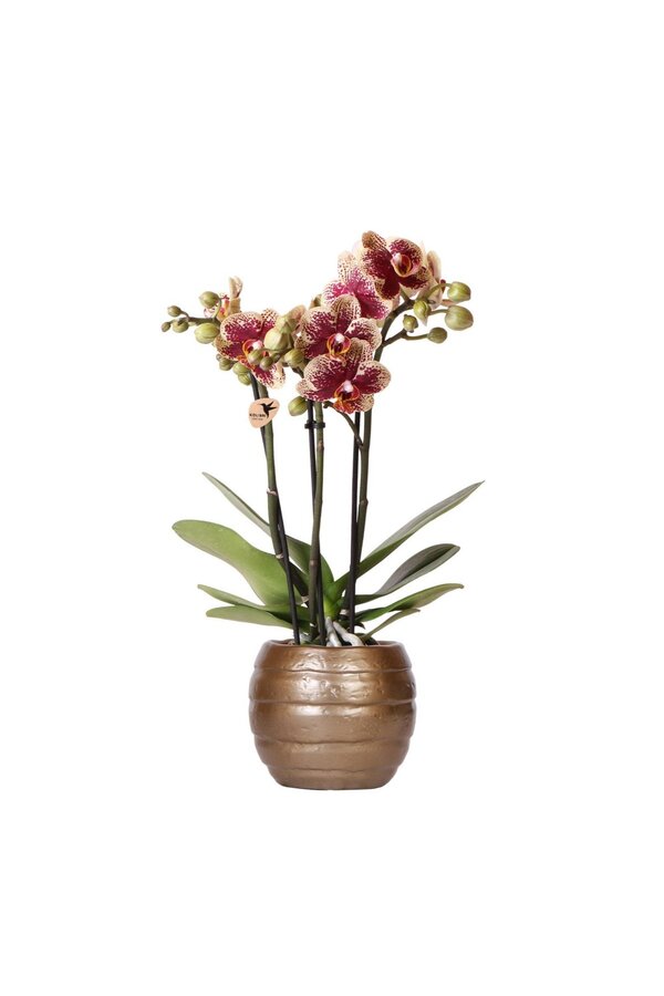 Geel rode phalaenopsis orchidee met Spain + Bee pot