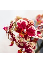Geel rode phalaenopsis orchidee met Spain + Bee pot