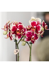 Geel rode phalaenopsis orchidee met Spain + Bee pot
