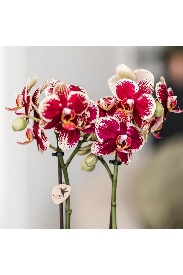 Geel rode phalaenopsis orchidee met Spain + Bee pot