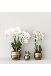 Geel rode phalaenopsis orchidee met Spain + Bee pot