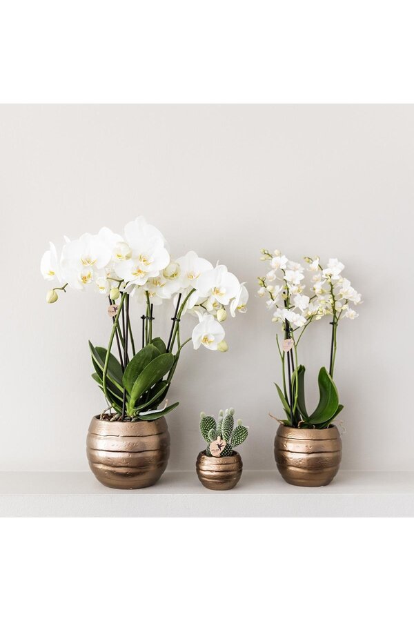 Geel rode phalaenopsis orchidee met Spain + Bee pot