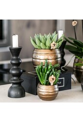Geel rode phalaenopsis orchidee met Spain + Bee pot