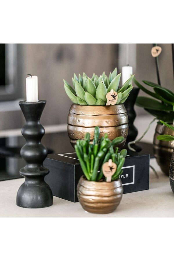 Geel rode phalaenopsis orchidee met Spain + Bee pot