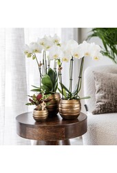 Geel rode phalaenopsis orchidee met Spain + Bee pot