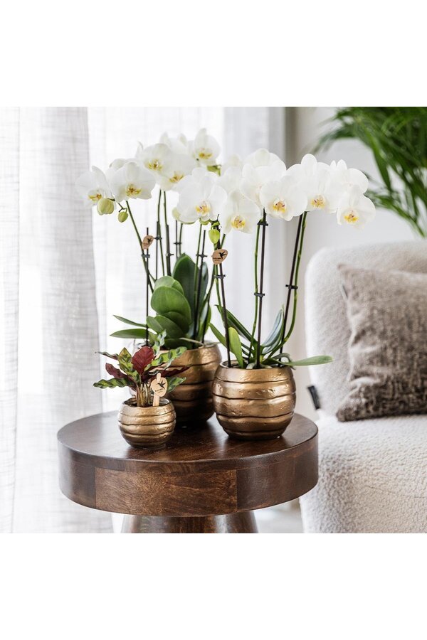 Geel rode phalaenopsis orchidee met Spain + Bee pot