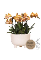 Oranje plantenset in Gummy dish incl. waterreservoir DIY Pakket
