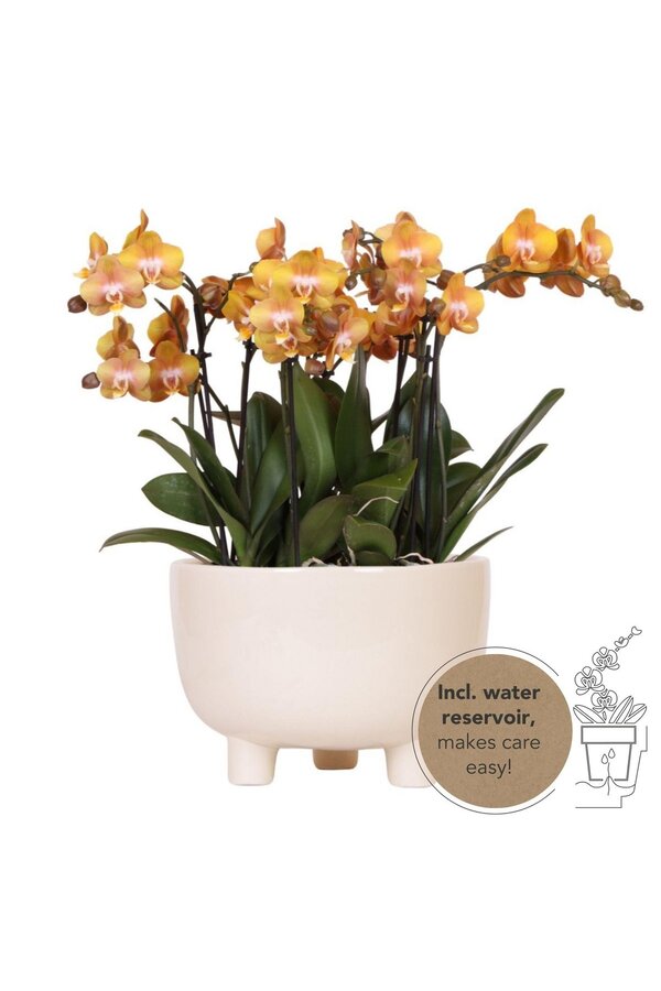 Oranje plantenset in Gummy dish incl. waterreservoir DIY Pakket