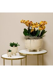 Oranje plantenset in Gummy dish incl. waterreservoir DIY Pakket