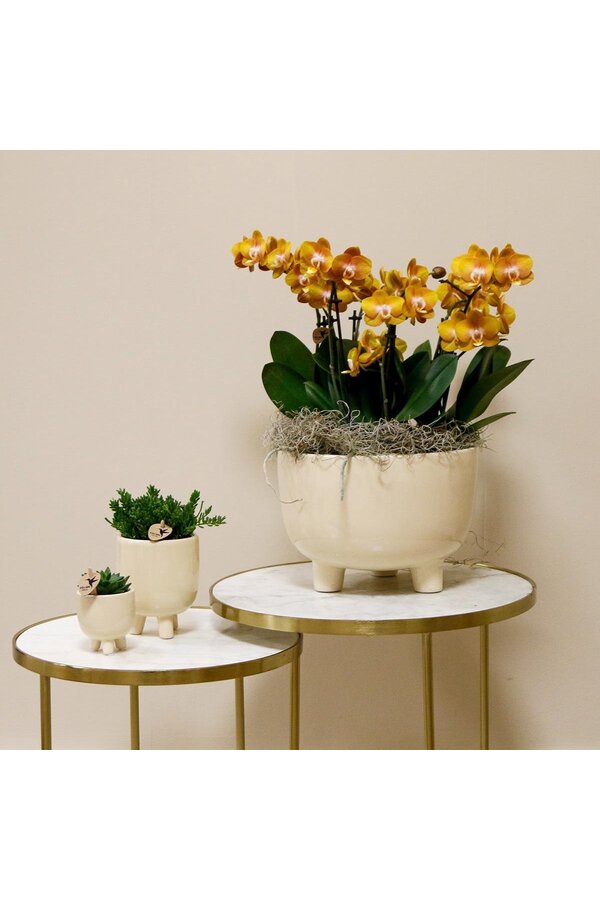 Oranje plantenset in Gummy dish incl. waterreservoir DIY Pakket