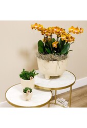 Oranje plantenset in Gummy dish incl. waterreservoir DIY Pakket