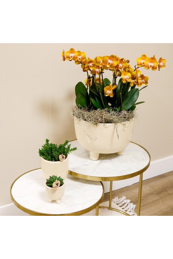 Oranje plantenset in Gummy dish incl. waterreservoir DIY Pakket