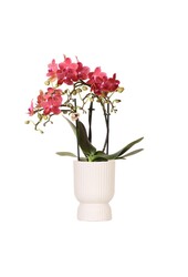 Orchidée Phalaenopsis rouge Congo avec travertin Diabolo