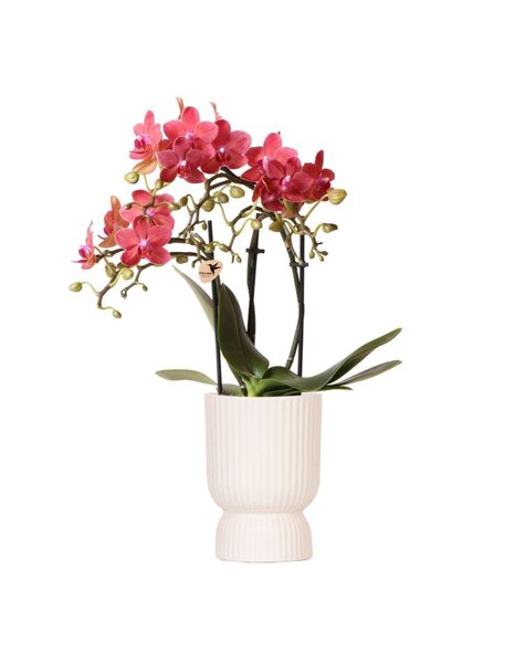 Kolibri Orchids Orchidee