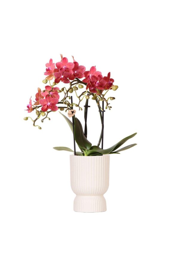 Orchidée Phalaenopsis rouge Congo avec travertin Diabolo