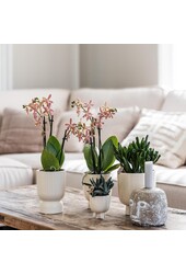 Orchidée Phalaenopsis rouge Congo avec travertin Diabolo