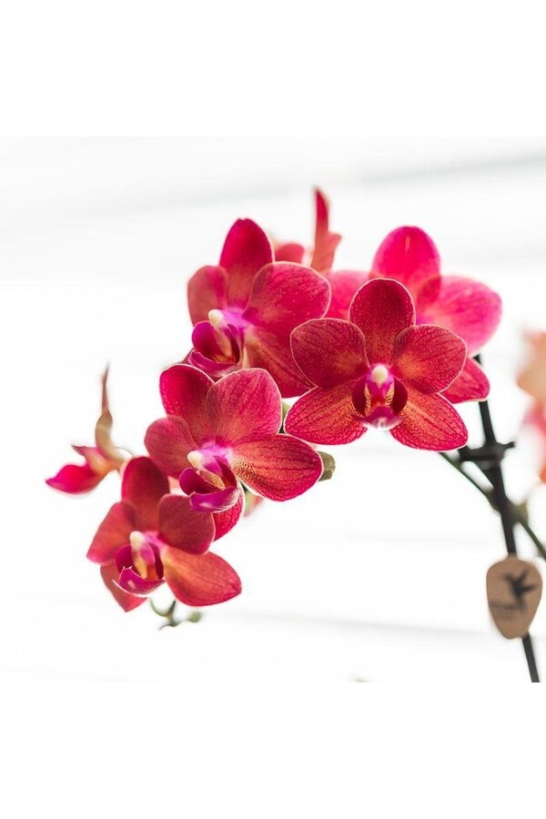 Orchidée Phalaenopsis rouge Congo avec travertin Diabolo
