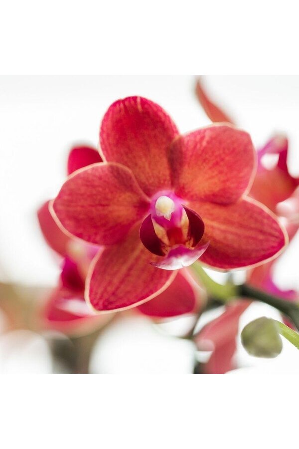 Orchidée Phalaenopsis rouge Congo avec travertin Diabolo