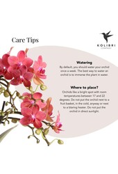 Orchidée Phalaenopsis rouge Congo avec travertin Diabolo