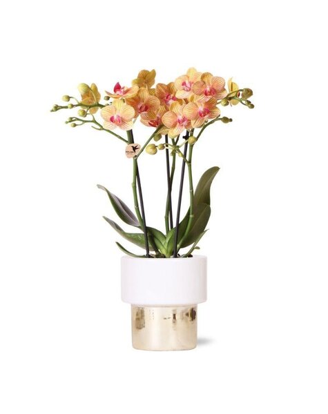 Kolibri Orchids Orchidee