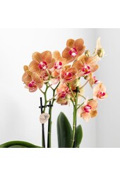 Jaimaica Phalaenopsis orchidee  in Lush pot