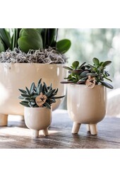 Orchidée Phalaenopsis rouge Congo dans Gummy