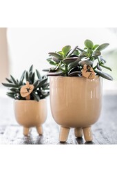 Orchidée Phalaenopsis rouge Congo dans Gummy