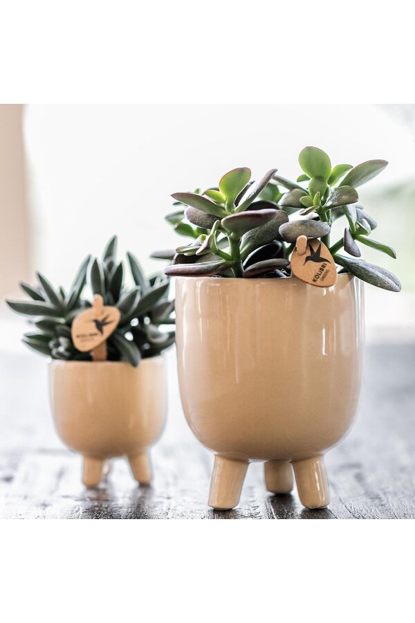 Orchidée Phalaenopsis rouge Congo dans Gummy