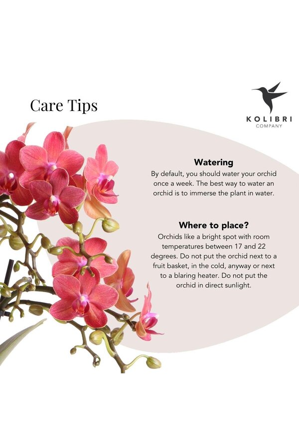 Orchidée Phalaenopsis rouge Congo dans Gummy